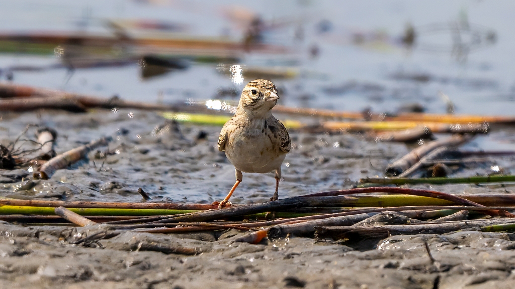 Greater Short-toed Lark